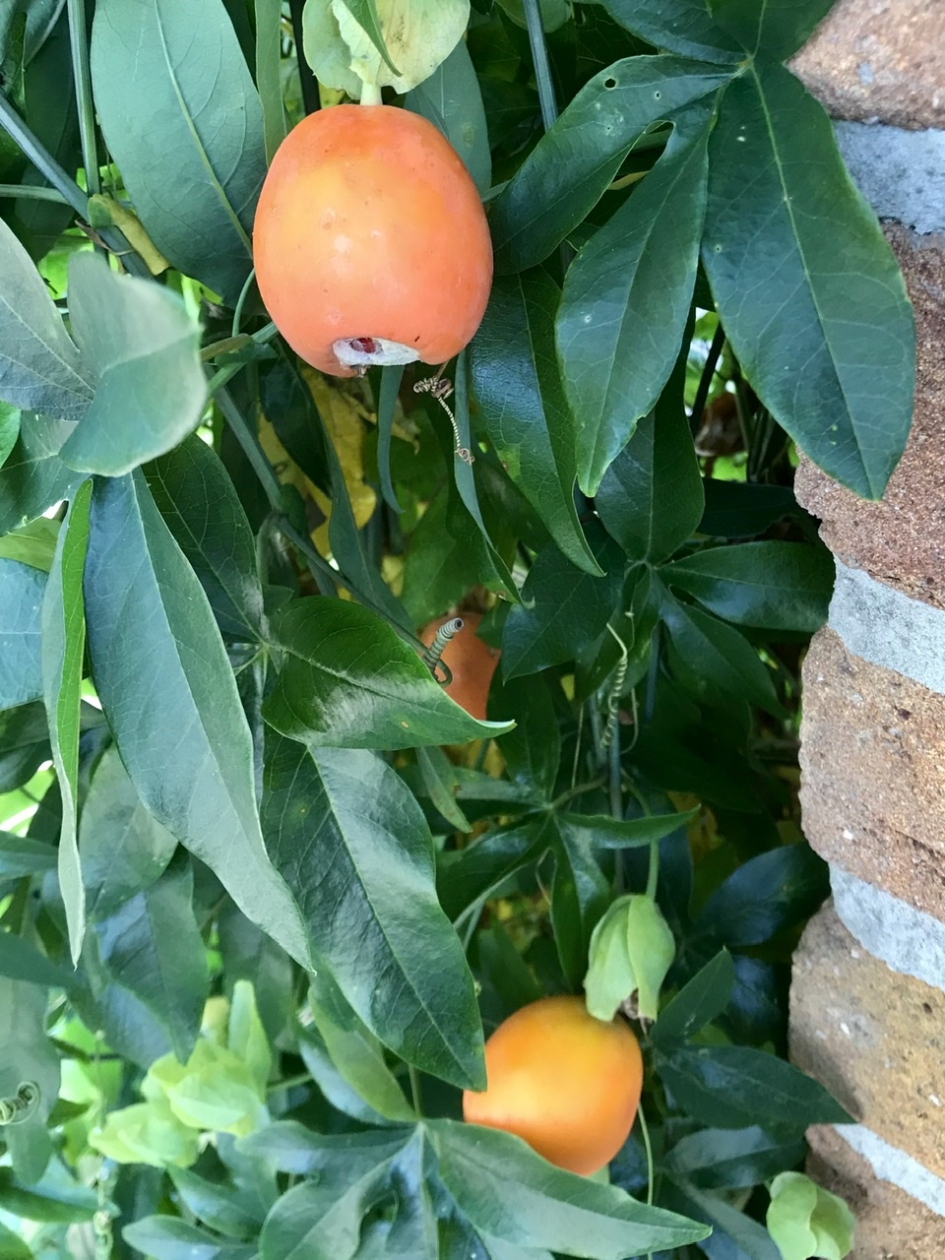Passievruchten - Planten - 