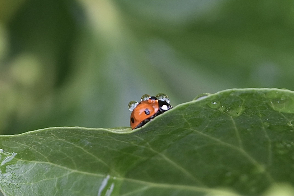 Pimpampoentje - Geleedpotigen - 