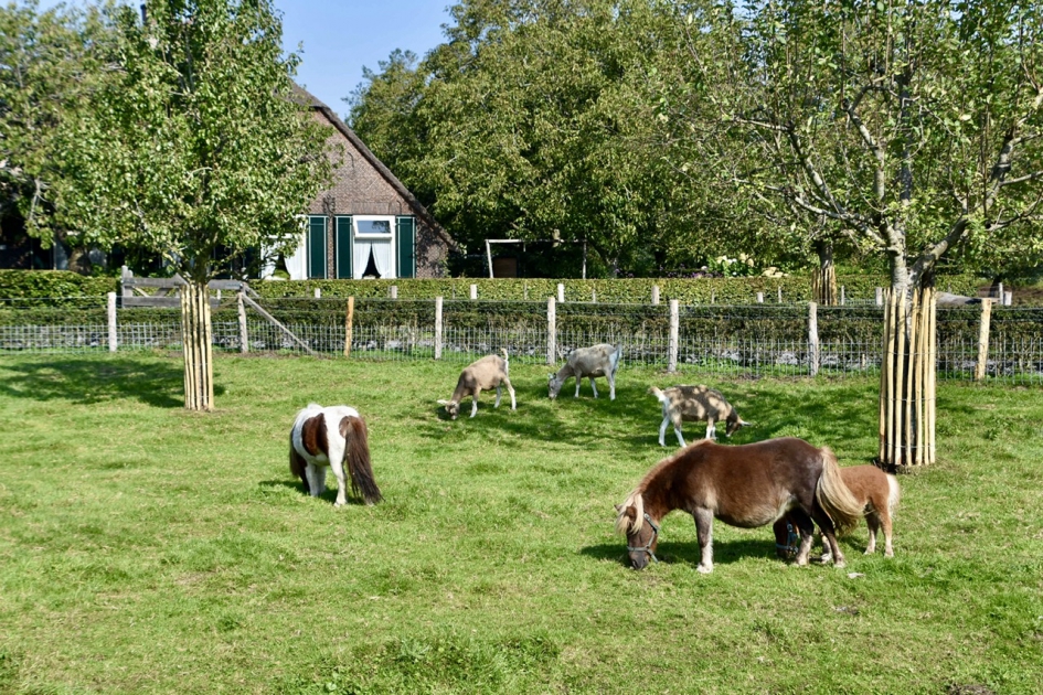 Pony met veulen - Zoogdieren - 