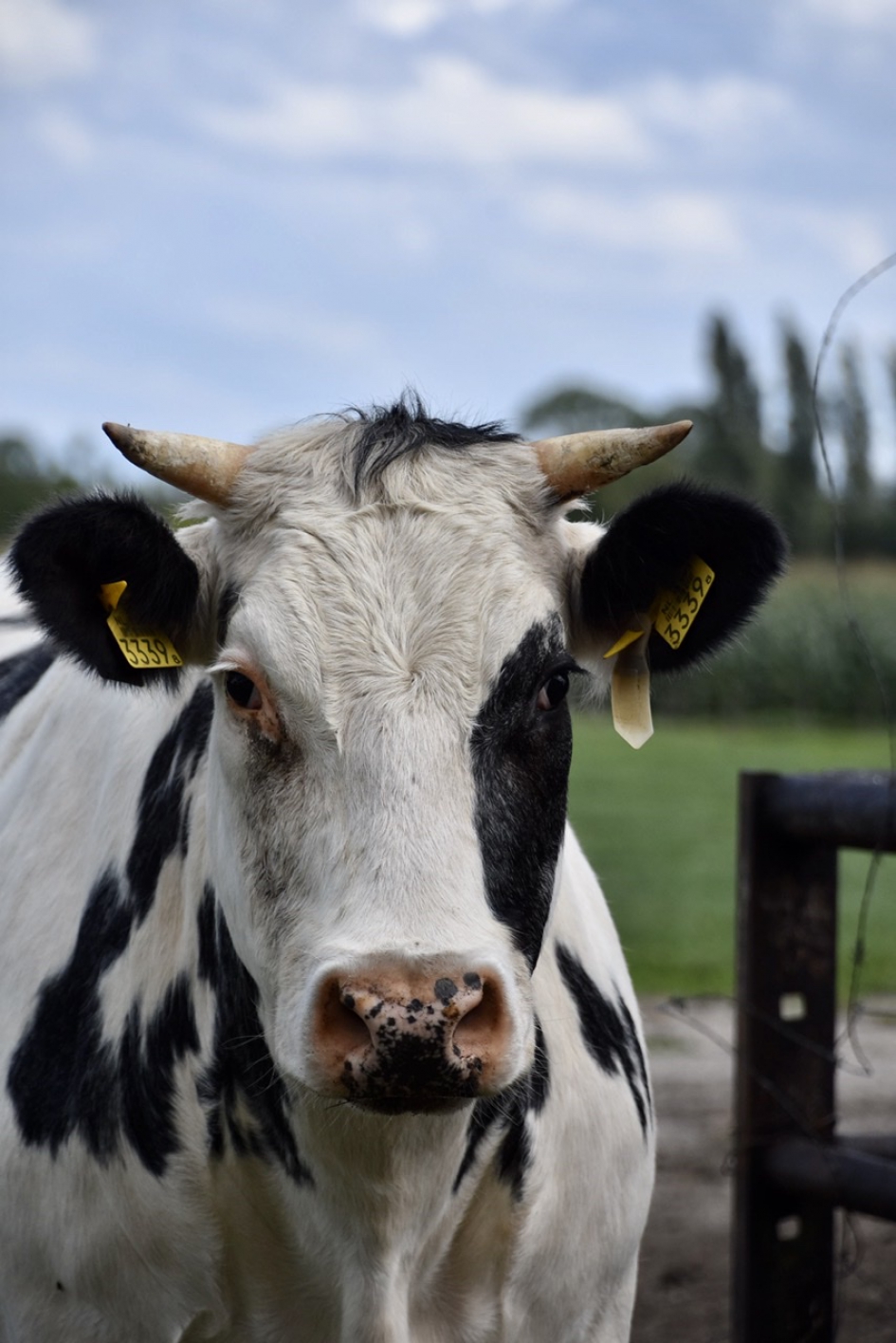 Portret - Zoogdieren - 