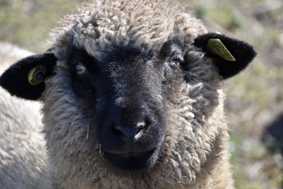 Portret - Zoogdieren - 