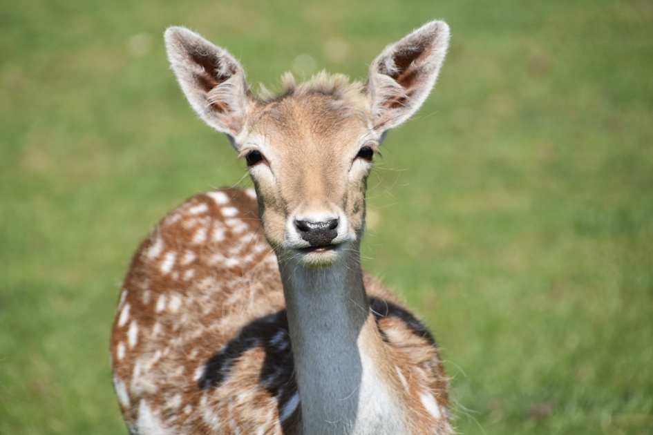 Portret - Zoogdieren - 