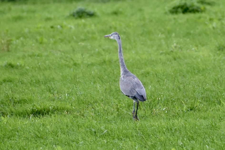 Reiger - Vogels - 