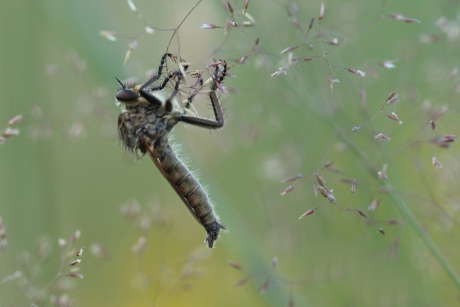 roodbaardroofvlieg -m-