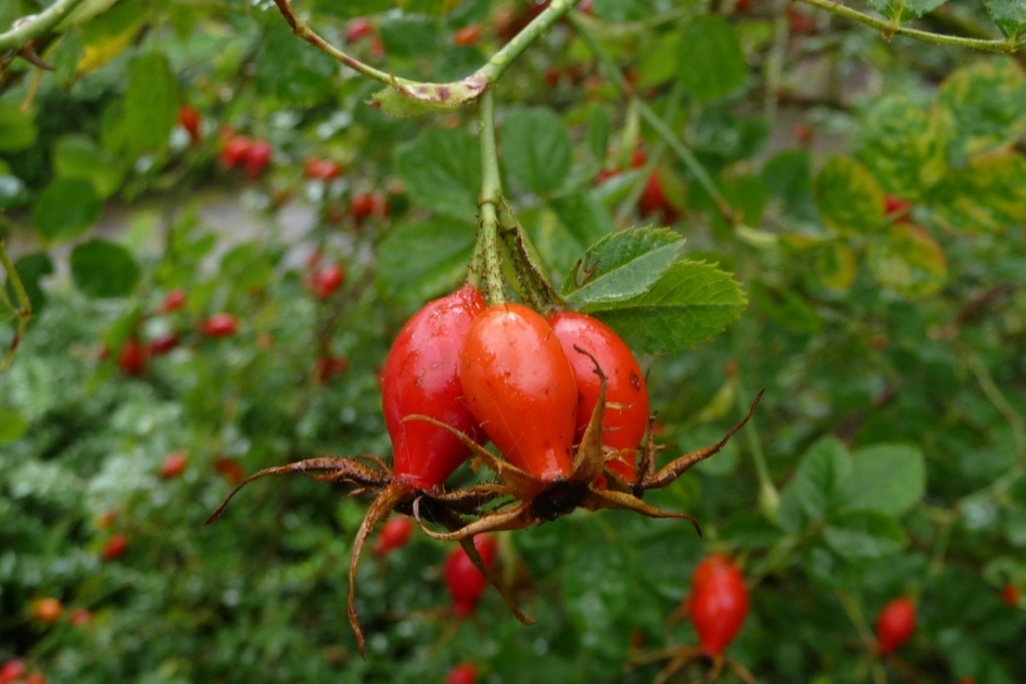 Rozenbottels - Planten - 