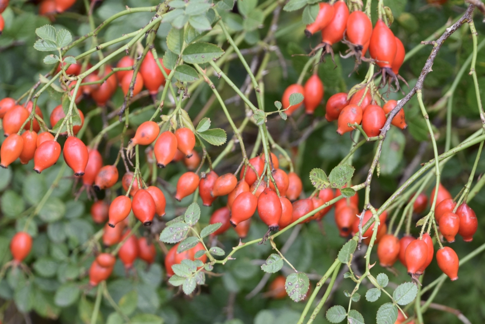 Rozenbottels - Planten - 