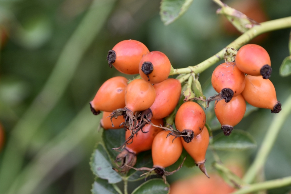 Rozenbottels - Planten - 