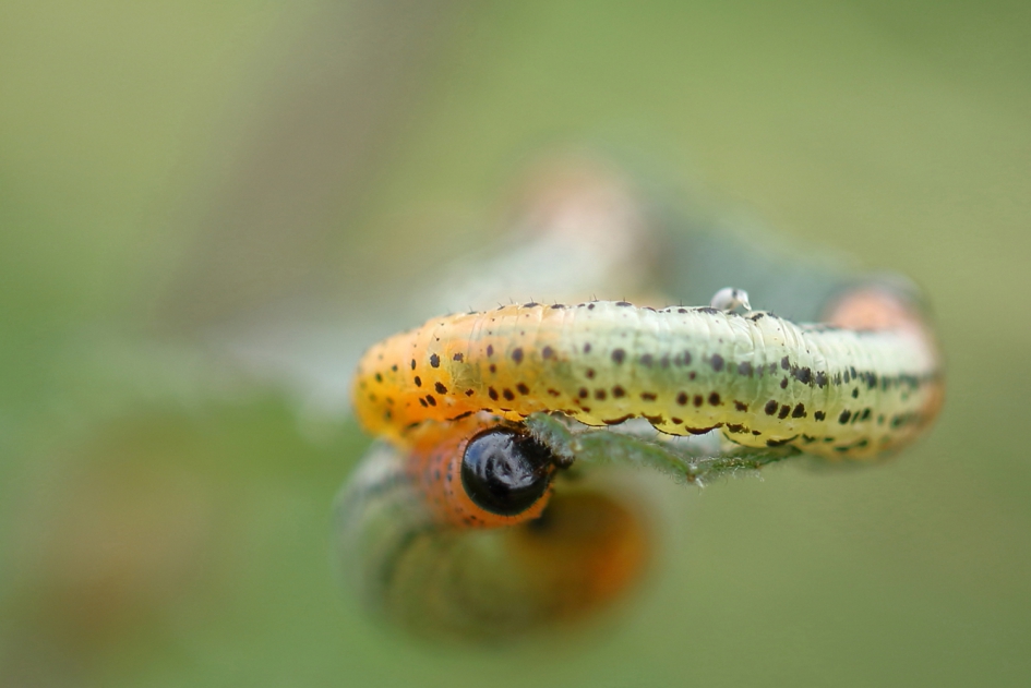rupsen van de weidebladwesp - Geleedpotigen - weidebladwesp