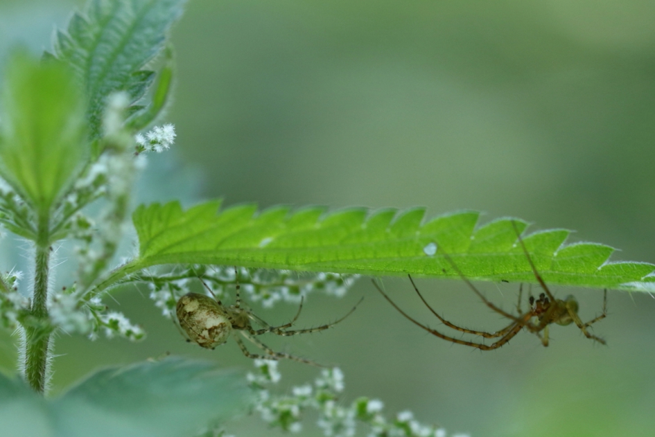 samen bladhangen - Geleedpotigen - 