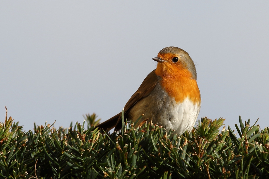 Scandinavische vriendjes - Vogels - roodborst