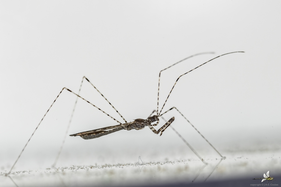 Schaarse muggenwants (Empicoris rubromaculatus) 1 - Geleedpotigen - Schaarse muggenwants