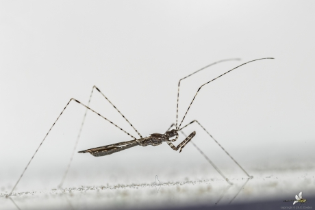 Schaarse muggenwants (Empicoris rubromaculatus) 1