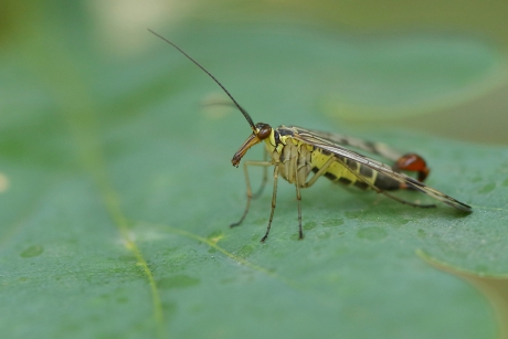 schorpioenvlieg onb. -m-