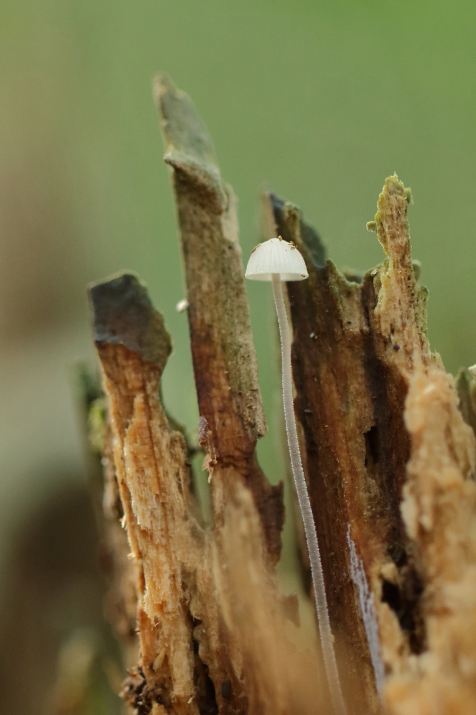 schuilplaats - Schimmels - 