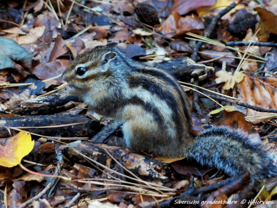 Siberische Grondeekhoorn. - Zoogdieren - Siberische Grondeekhoorn.