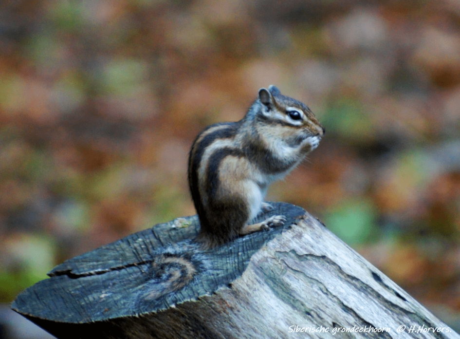 Siberische Grondeekhoorn - Zoogdieren - Siberische Grondeekhoorn