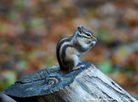 Siberische Grondeekhoorn