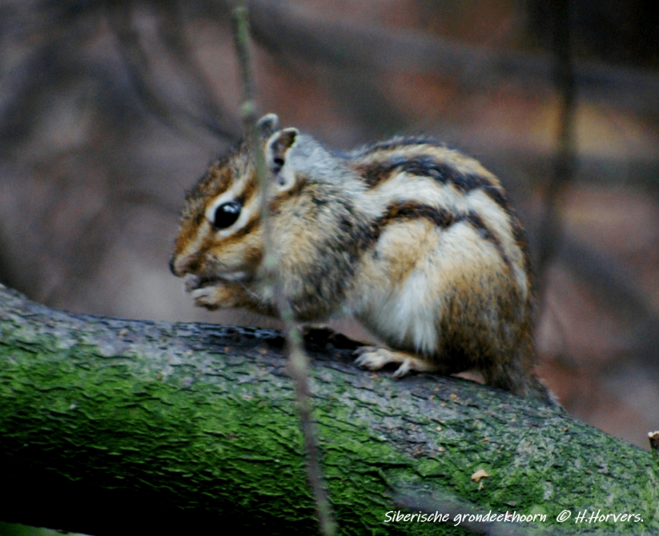 Siberische Grondeekhoorn - Zoogdieren - Siberische Grondeekhoorn
