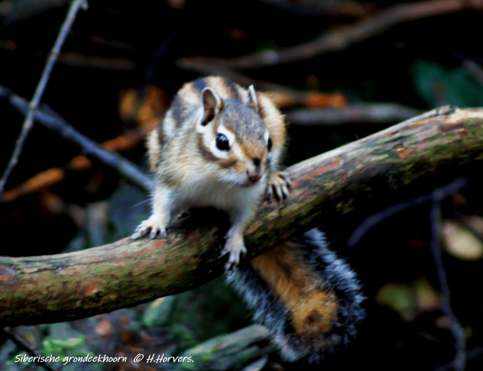 Siberische Grondeekhoorn - Zoogdieren - Siberische Grondeekhoorn