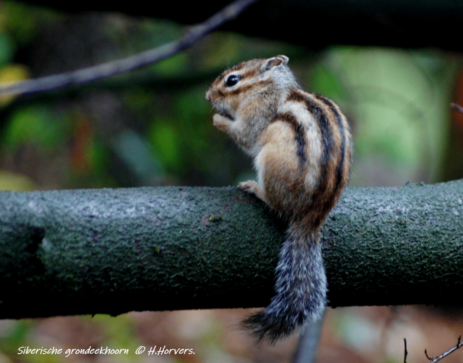Siberische Grondeekhoorn - Zoogdieren - Siberische Grondeekhoorn