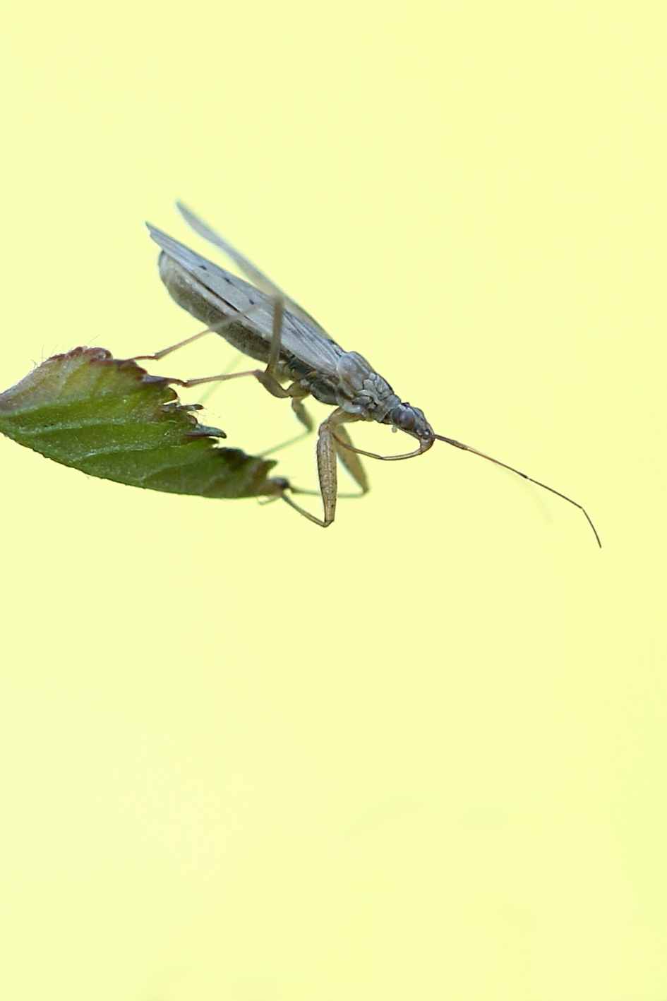 sikkelwants - Geleedpotigen - sikkelwants