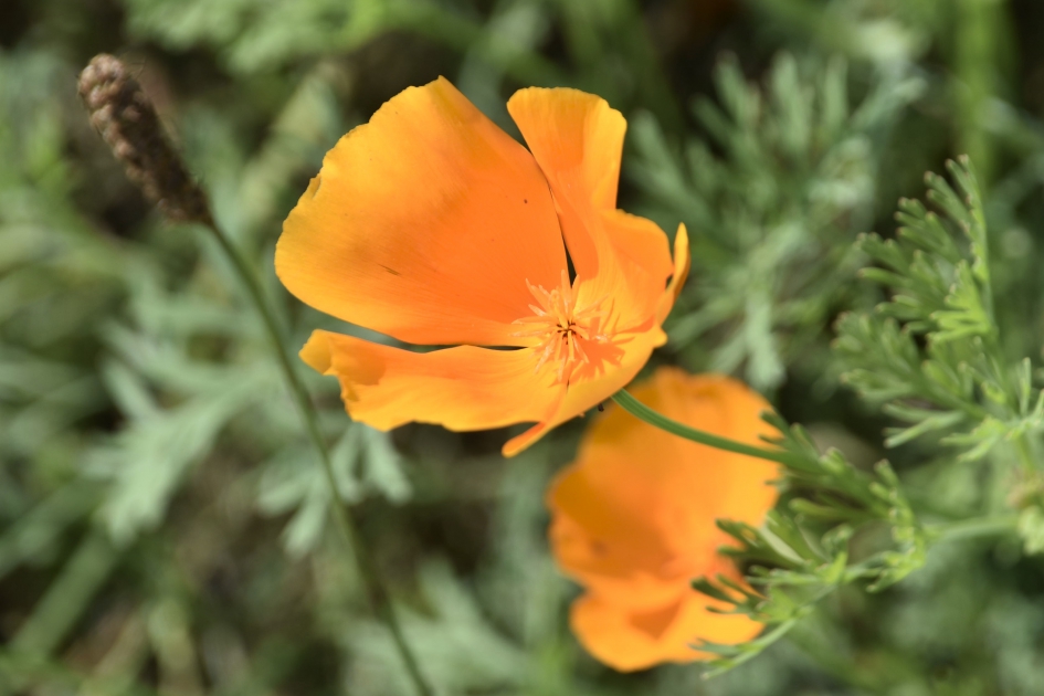 Slaapmutsje - Planten - 