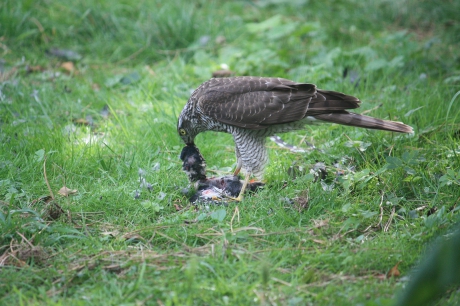 Sperwer doodt specht