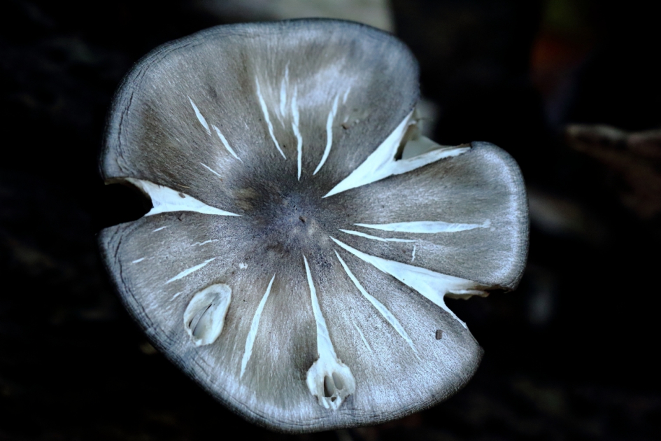 splijthoedhertenzwam - Schimmels - splijthoedhertenzwam