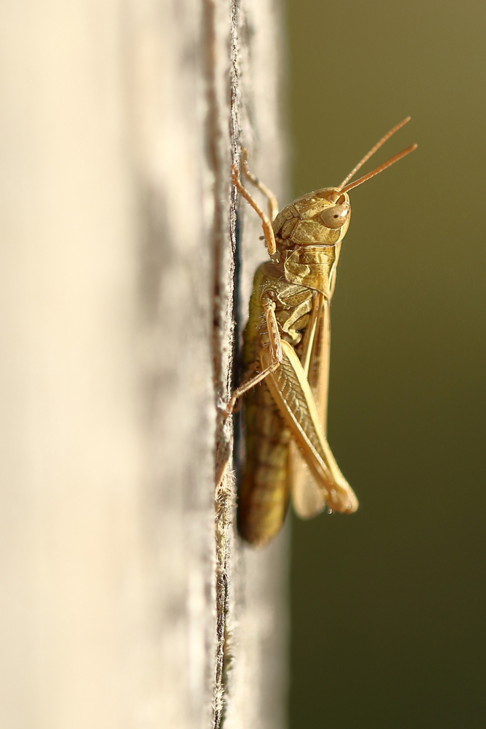 sprinkhaan uit de biguttulus-groep - Geleedpotigen - biguttulus-groep