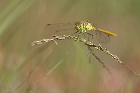 steenrode heidelibel -m-