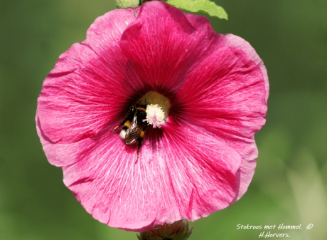 Stokroos met Hommel.