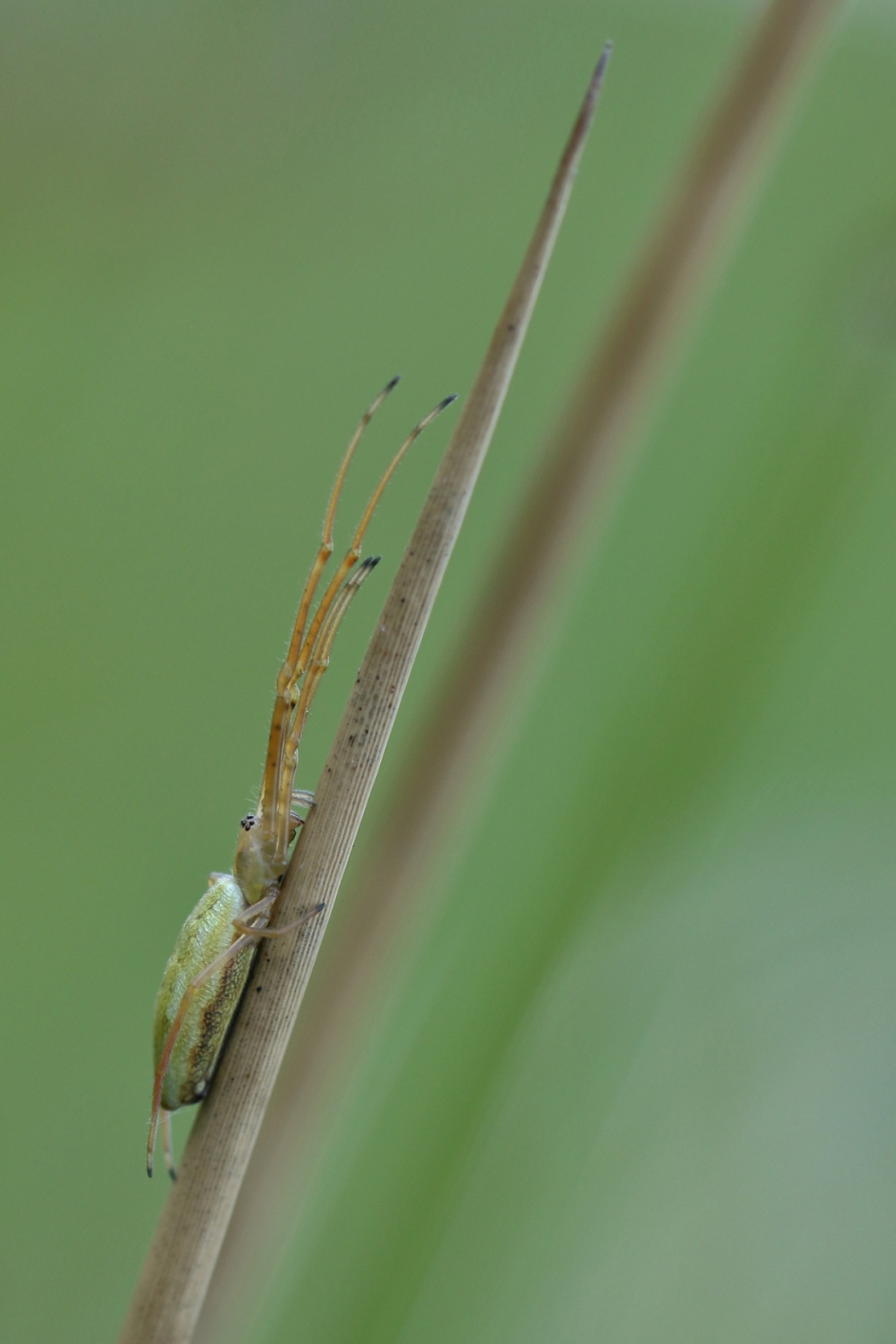 strekspin - Geleedpotigen - strekspin