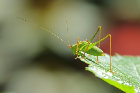 Struiksprinkhaan (m)