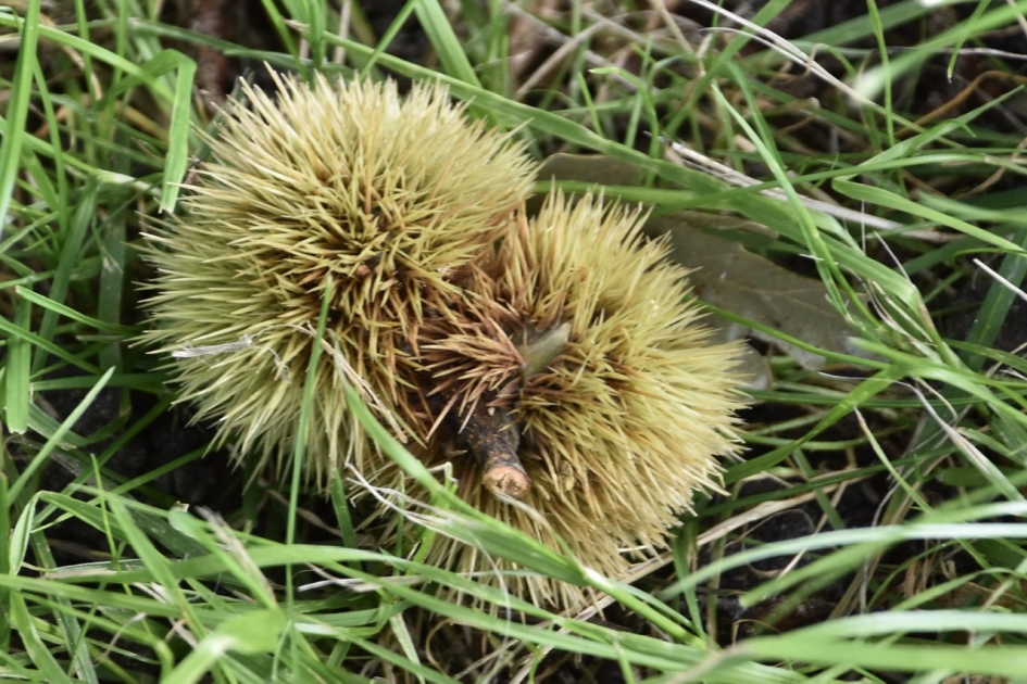 Tamme kastanjes - Planten - 