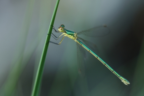 tengere pantserjuffer -v-