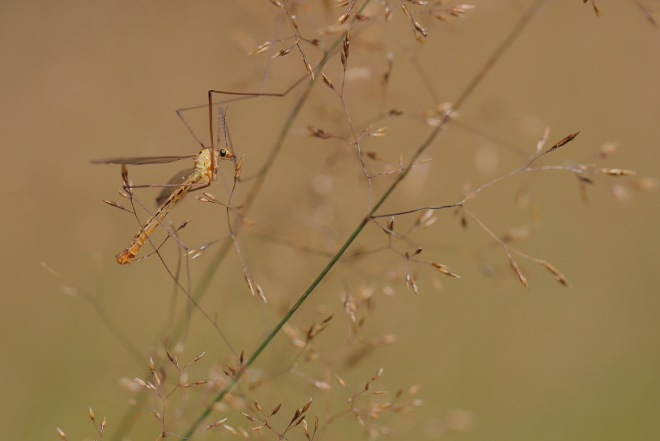 langpootmug - Geleedpotigen - langpootmug