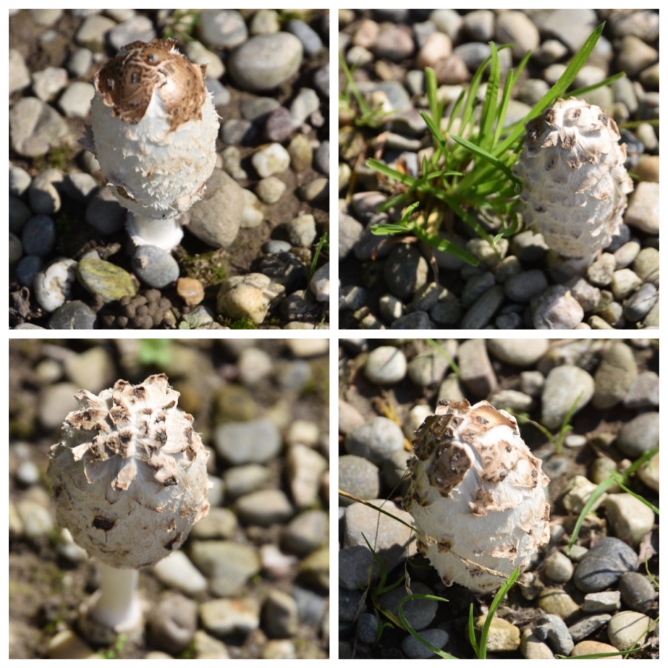 Tussen de stenen en de auto's op een parkeerplaats! - Schimmels - 