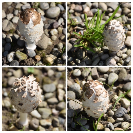 Tussen de stenen en de auto's op een parkeerplaats!