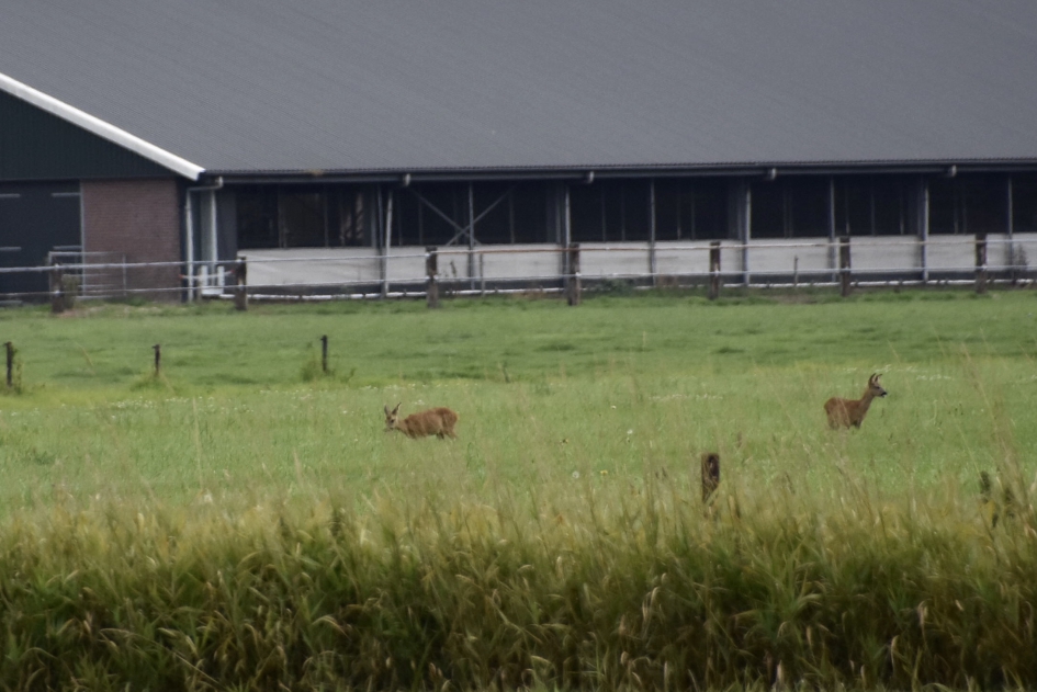 Twee reeën - Zoogdieren - 