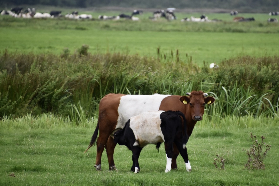 Tweede stierkalfje - Zoogdieren - 