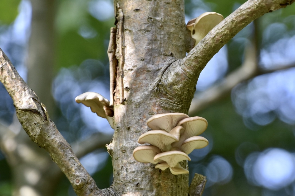 Veel zwammen.. - Schimmels - 