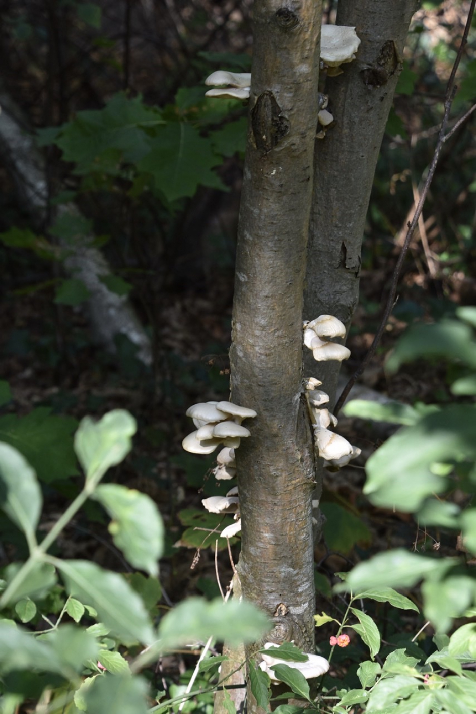 Veel zwammen op deze boom - Schimmels - 