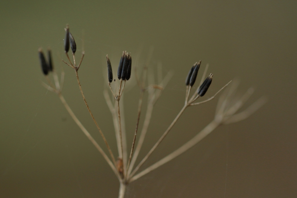 ''vergane glorie'' - Planten - fluitenkruid
