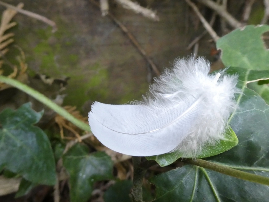 Verloren.... - Vogels - 