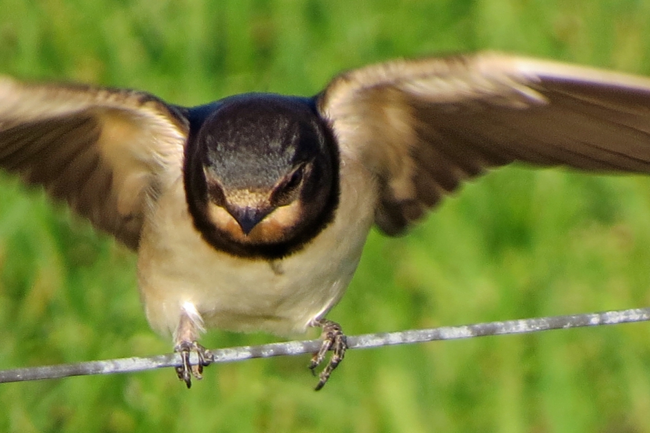 Vermomd als roofvogel - Vogels - Boerenzwaluw