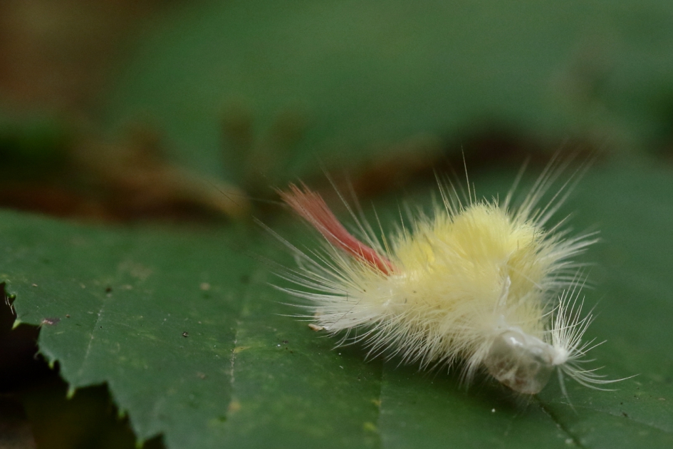 vervellingshuidje van de meriansborstel, de rups van een nachtvlinder - Geleedpotigen - meriansborstel