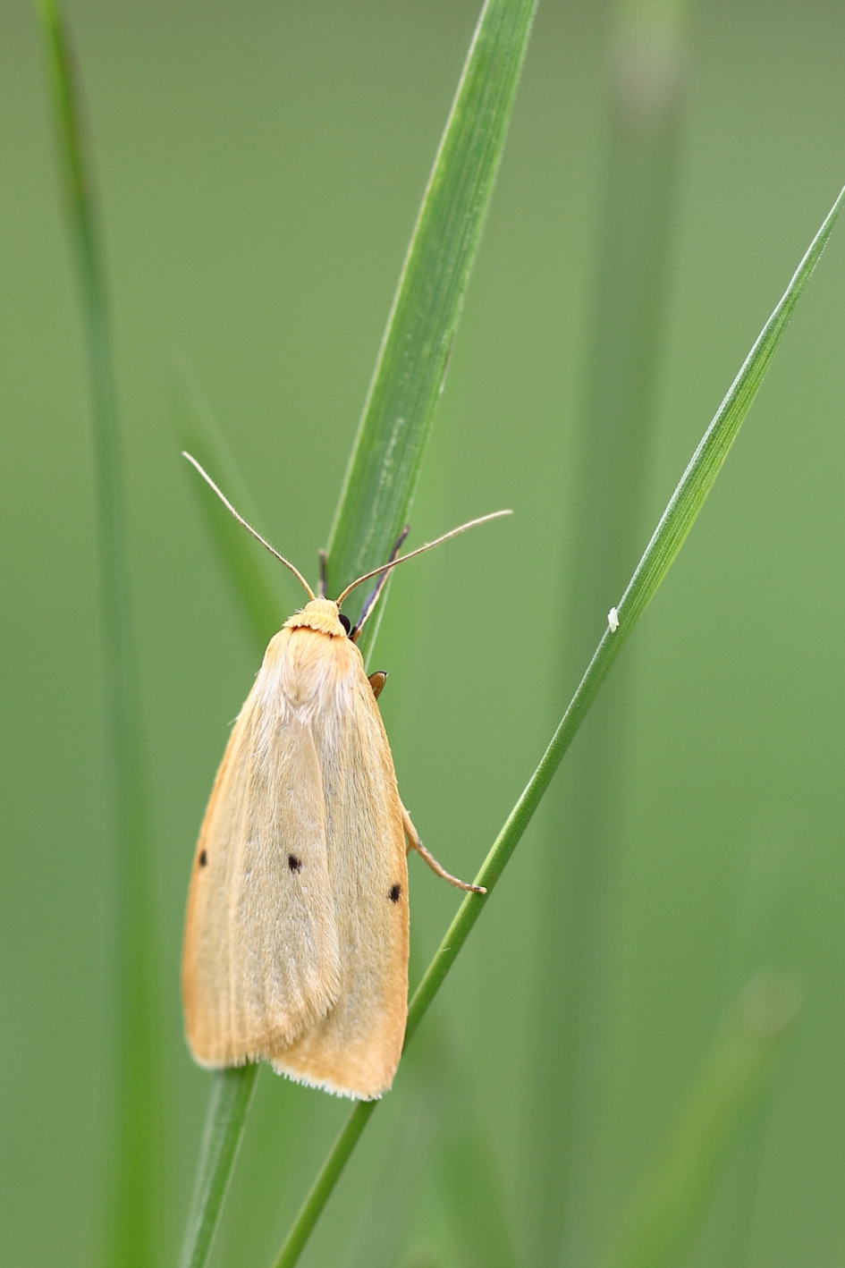vierstipbeertje - Geleedpotigen - vierstipbeertje