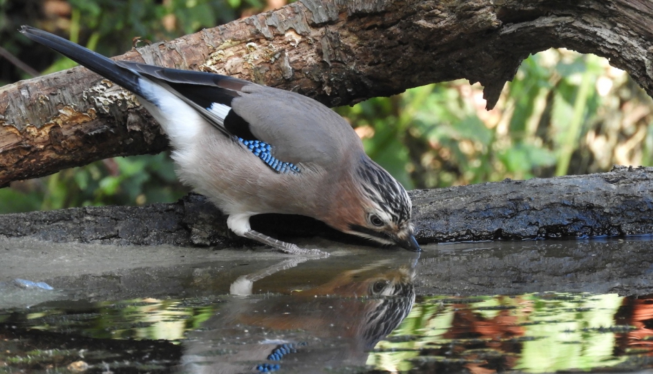 (Vlaamse) Gaai - Vogels - gaai