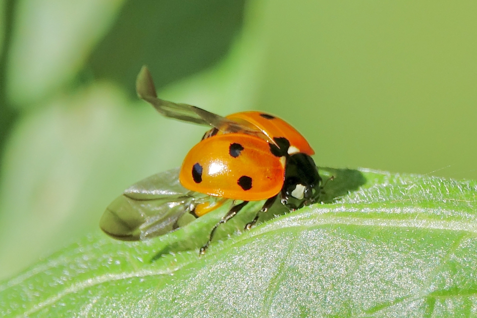 Vleugeltje strekken - Geleedpotigen - Lieveheerbeestje