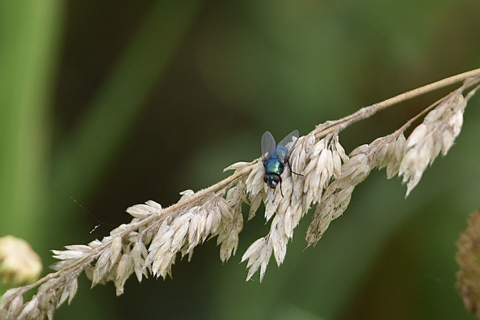 Vlieg - Geleedpotigen - 